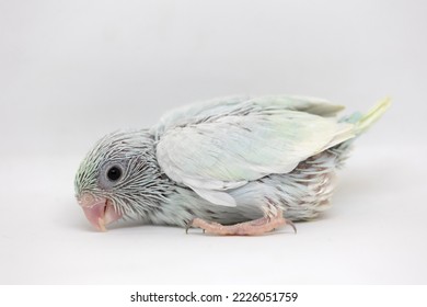 Selective Focus Of Forpus Parrotlet Newborn Bird Studio Shot On White Background