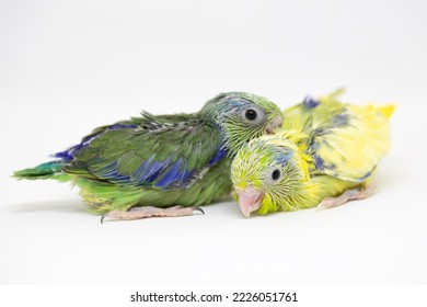 Selective Focus Of Forpus Parrotlet Newborn Bird Studio Shot On White Background