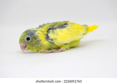 Selective Focus Of Forpus Parrotlet Newborn Bird Studio Shot On White Background