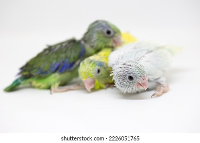 Selective Focus Of Forpus Parrotlet Newborn Bird Studio Shot On White Background