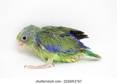 Selective Focus Of Forpus Parrotlet Newborn Bird Studio Shot On White Background