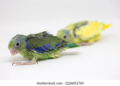 Selective Focus Of Forpus Parrotlet Newborn Bird Studio Shot On White Background