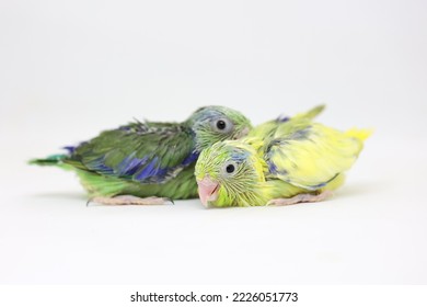 Selective Focus Of Forpus Parrotlet Newborn Bird Studio Shot On White Background