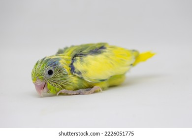 Selective Focus Of Forpus Parrotlet Newborn Bird Studio Shot On White Background