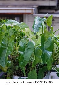 Selective Focus Fresh Dense Foliage Of The Philodendron Domesticum Or Philodendron Spadeleaf Plant.