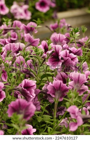 selective focus of fresh flowers