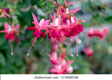Selective focus of Fuchsia magellanica, Purple pink flower in the garden, Hummingbird fuchsia or hardy fuchsia is a species of flowering plant in the family Evening Primrose family, Floral background. - Shutterstock ID 1714000768