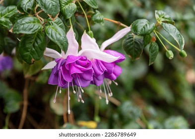 Selective focus of Fuchsia magellanica, purple white flower in the garden. Hummingbird fuchsia or hardy fuchsia is a species of flowering plant in the family of Evening Primrose.  Floral background.