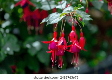 Foco selectivo Fuchsia magellanica