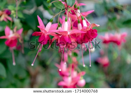 Selective focus of Fuchsia magellanica, Purple pink flower in the garden, Hummingbird fuchsia or hardy fuchsia is a species of flowering plant in the family Evening Primrose family, Floral background.
