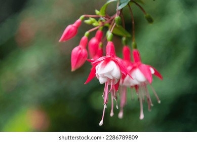 Selective focus of Fuchsia magellanica, red white flower in the garden. Hummingbird fuchsia or hardy fuchsia is a species of flowering plant in the family of Evening Primrose.  Floral background.