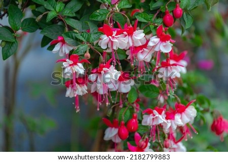 Selective focus of Fuchsia magellanica, Red white flower in the garden, Hummingbird or hardy fuchsia is a species of flowering plant in the family Evening Primrose family, Nature floral background.