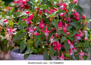 Selective focus of Fuchsia magellanica, White pink flower in the garden, Hummingbird fuchsia or hardy fuchsia is a species of flowering plant in the family Evening Primrose family, Floral background.