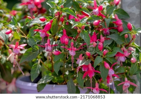 Selective focus of Fuchsia magellanica, White pink flower in the garden, Hummingbird fuchsia or hardy fuchsia is a species of flowering plant in the family Evening Primrose family, Floral background.