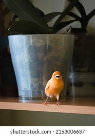 Selective focus. Funny young songbird orange canary sings on a dark background. Breeding songbirds at home.