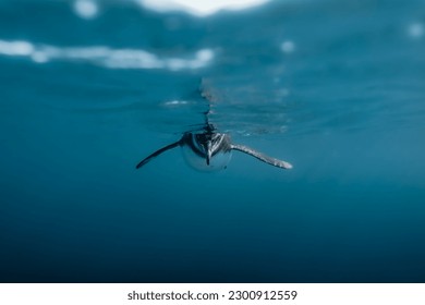 A selective focus of a Galapagos penguin swimming in the water - Powered by Shutterstock