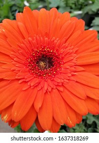 Selective focus. The gerbera daisy is native to south africa and lush with bright colors and a happy beauty about it. 