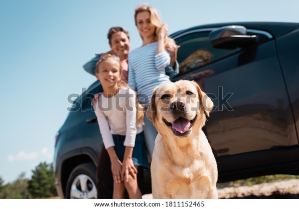 Selective focus of golden retriever looking at\
camera near family and auto\
outdoors