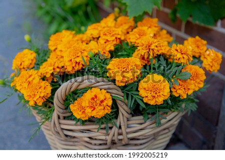 Selective focus of golden yellow flower in the wicker basket, Tagetes erecta the Mexican marigold or Aztec marigold is a species of the genus Tagetes, Nature floral background.