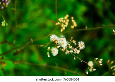 selective focus grass flower
