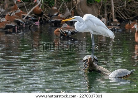 Selective focus of a Great Egret on a log with turtles below and blurred black-bellied whistling ducks in the background in the Audubon Park lagoon 