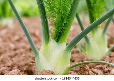 Selective focus. Green Florence or bulbing fennel. Gardening  background with Fennel Bulb.  Annual fennel, Foeniculum vulgare azoricum in garden bed. 