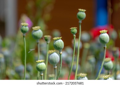 Selective focus green head or seed of Opium poppy in the garden, Papaver somniferum commonly known as breadseed poppy is a species of flowering plant in the family Papaveraceae, Nature background.