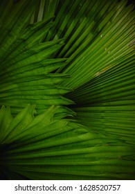 selective focus of the green leaf pattern

