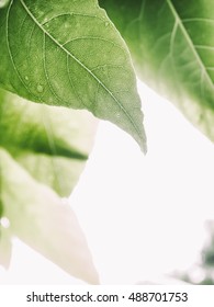 selective focus of Green leaf with raindrops