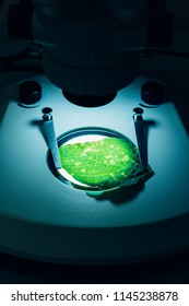 selective focus of green leaf under microscope in modern agro laboratory 