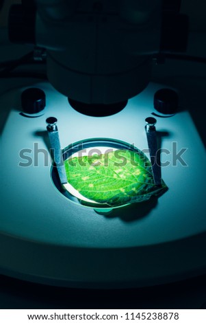 selective focus of green leaf under microscope in modern agro laboratory 