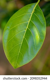 Selective Focus Of Green Leave With Detail Of Pattern, Stripes Or Line On  Jackfruit Leaf, Jack Tree Is A Species Of Tree In The Fig, Mulberry And Breadfruit Family, Greenery Nature Texture Background