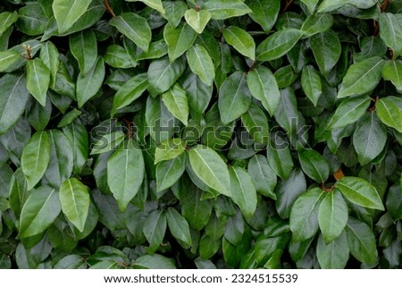 Selective focus green leaves of Elaeagnus ebbingei in the garden, Thorny olive, Spiny oleaster and Silverthorn is a species of flowering plant in the family Elaeagnaceae, Nature greenery background.