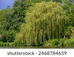Selective focus green leaves of pendulous branchlets in spring, 
Salix babylonica plant in the park, Weeping willow (Treurwilg) is a species of willow native to dry areas, Greenery nature background.