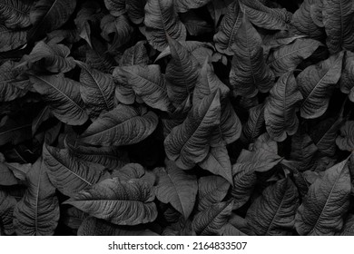 Selective focus green leaves of Persicaria amplexicaulis in black toned, Knotweed is a genus of herbaceous flowering plants, Polygonaceae, Nature leaf pattern in dark green background.