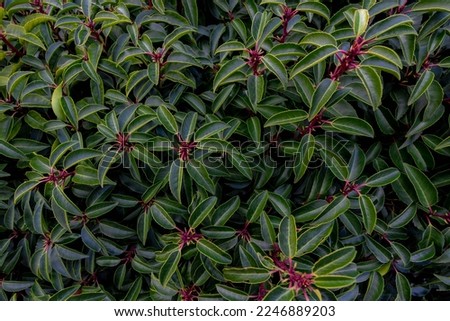 Selective focus of green leaves of Prunus lusitanica, Laurel is an evergreen species of cherry, A species of flowering plant in the rose family Rosaceae, Nature leafs greenery pattern background.