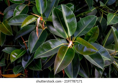 83 imágenes de Ficus magnolia - Imágenes, fotos y vectores de stock |  Shutterstock