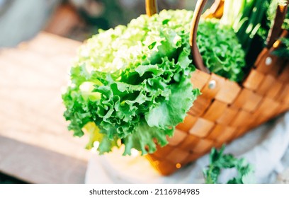 Selective focus. green salad in a wicker basket in the garden. green leafy vegetables. greens. healthy eating concept.
