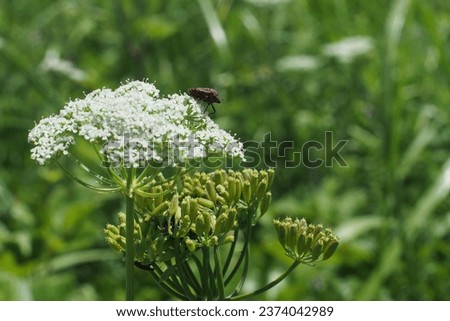 Selective focus Ground elder, Bishop's weed, Goutweed, Herb gerard flowers , For use in illustrations Background image or copy space
