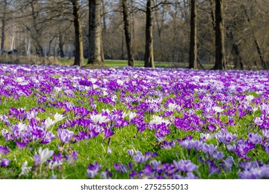 Selective focus a group of multicolour white purple crocus on green grass meadow in the park lawn, The flowers are one of the brightest and earliest spring bloom, Nature floral background, Netherlands