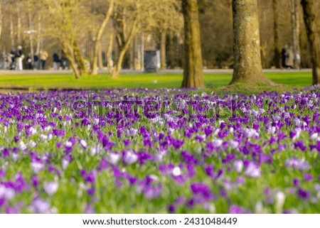 Selective focus a group of multicolour white purple crocus on green grass meadow in the park lawn, The flowers are one of the brightest and earliest spring bloom, Nature floral background, Netherlands