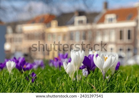 Selective focus a group of multicolour white purple crocus on green grass meadow in the park lawn, The flowers are one of the brightest and earliest spring bloom, Nature floral background, Netherlands