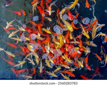Selective focus a group of young and small fish with colorful swimming in the pool, Carp are various species of oily freshwater fish from the family Cyprinidae, Nature multicolour of animal background