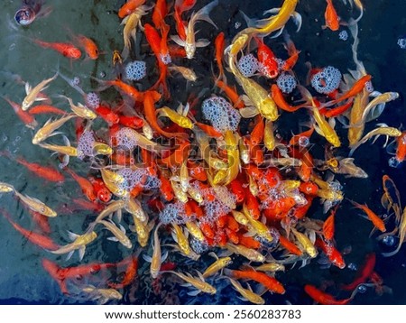 Selective focus a group of young and small fish with colorful swimming in the pool, Carp are various species of oily freshwater fish from the family Cyprinidae, Nature multicolour of animal background