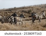 A selective focus of a group of zebras walking in a field in Lewa Wildlife Conservancy, Kenya.