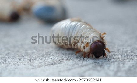 Selective focus grub worms beetle on the ground, Larvae close up.