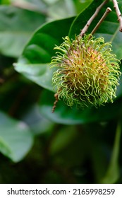 Selective Focus Of Hairy Fruit Called Rambutan With Blurry Effect