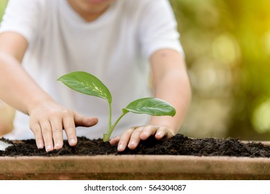 Selective focus at hand, Young Thai boy planting little seedling on the black soil in the garden. Earthday concept. - Shutterstock ID 564304087