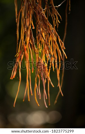 Selective focus of hanging prop root of a banyan tree with banyan tree