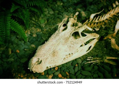 Crocodile Skeleton Head - Crocodile